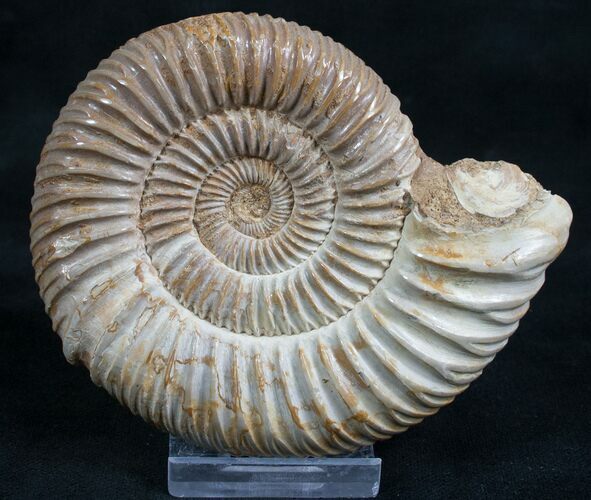 Perisphinctes Ammonite - Jurassic #7367